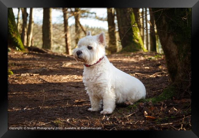 A white west highland terrier dog sitting beside a tree in a Scottish woodland Framed Print by SnapT Photography