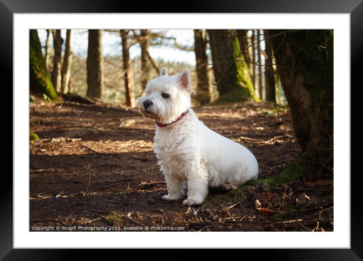 A white west highland terrier dog sitting beside a tree in a Scottish woodland Framed Mounted Print by SnapT Photography