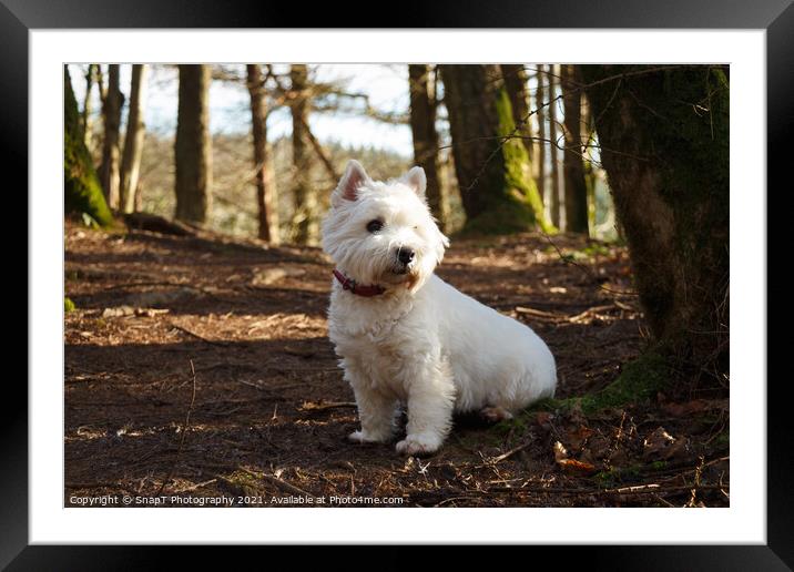 A white west highland terrier dog sitting beside a tree in a Scottish woodland Framed Mounted Print by SnapT Photography