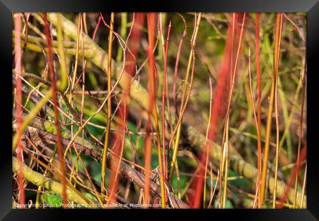 Abstract colourful background of young willow trees close up Framed Print by SnapT Photography
