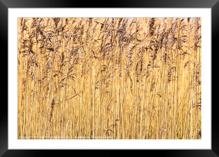 Abstract background close up of common reeds in the winter sun Framed Mounted Print by SnapT Photography