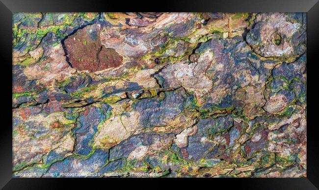 Close up of colorful decomposing tree bark in the winter light Framed Print by SnapT Photography