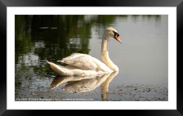 A graceful mute swan swimming on a lake in the afternoon summer sun Framed Mounted Print by SnapT Photography