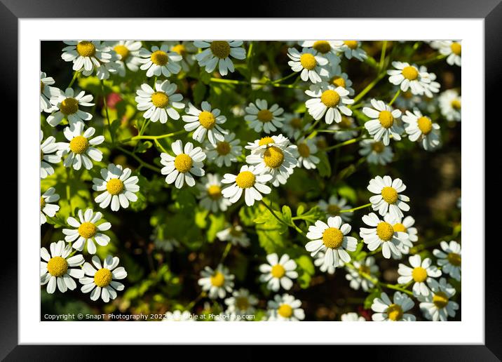 Close up of a clump of shasta daisies in a garden the summer sun Framed Mounted Print by SnapT Photography