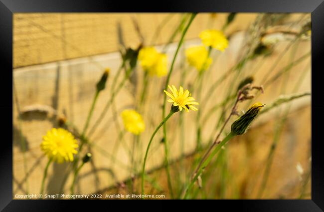 A close up of yellow dandelion and wild flowers in the summer sun Framed Print by SnapT Photography