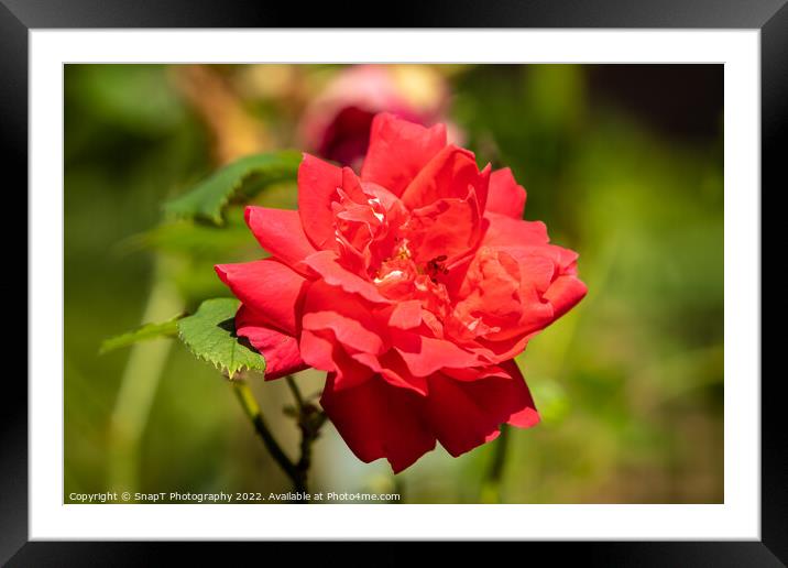 Close up of a red rose growing in the summer sun Framed Mounted Print by SnapT Photography