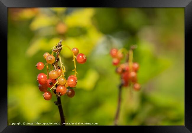 Close up of red currant fruits in the late afternoon summer sun Framed Print by SnapT Photography