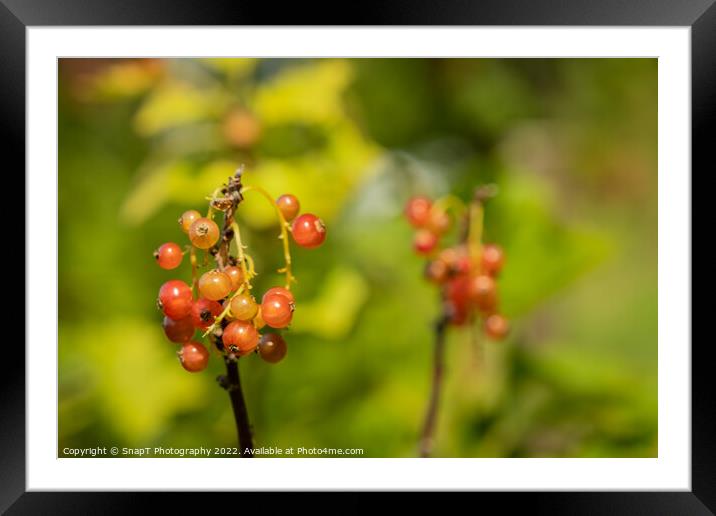 Close up of red currant fruits in the late afternoon summer sun Framed Mounted Print by SnapT Photography