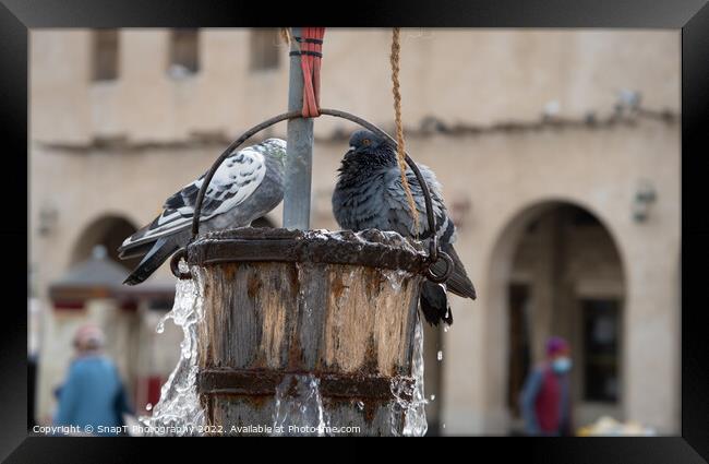 Pigeons playing a bucket of water from the Old Well in Souq Waqif in Doha, Qatar Framed Print by SnapT Photography