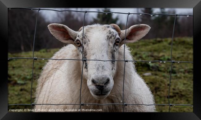 A close up of a Scottish female sheep looking through a wire fence in winter Framed Print by SnapT Photography