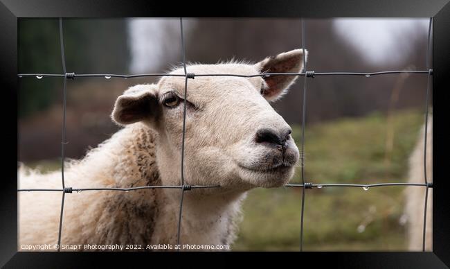 A close up of a Scottish female sheep looking through a wire fence in winter Framed Print by SnapT Photography