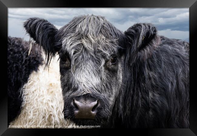A close up of Belted Galloway Cows face Framed Print by SnapT Photography
