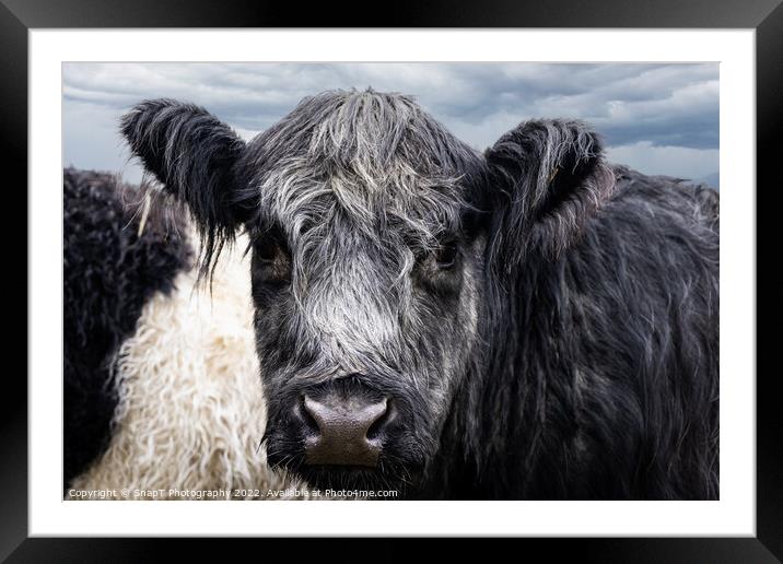 A close up of Belted Galloway Cows face Framed Mounted Print by SnapT Photography