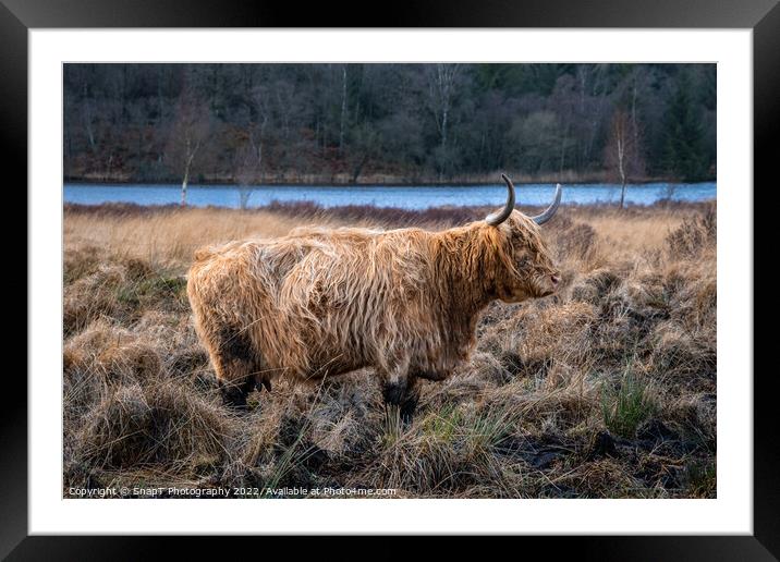 A highland cow with horns standing in a Scottish field in winter Framed Mounted Print by SnapT Photography