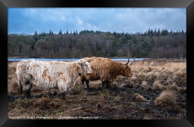 Two highland cows standing in a Scottish field in winter, beside a loch Framed Print by SnapT Photography