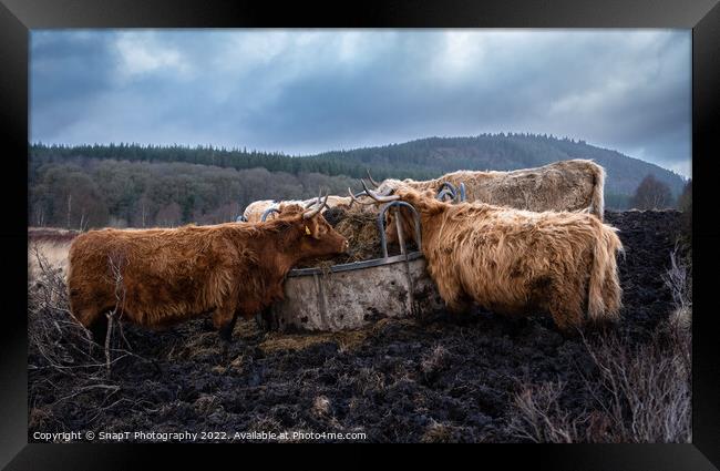 A highland cows feeding on grass from a feedlot in a Scottish field in winter Framed Print by SnapT Photography