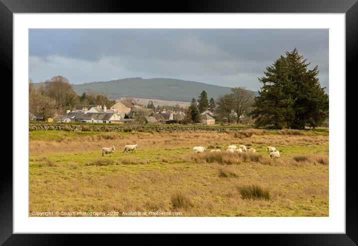 A flock of sheep in a Scottish field beside the town of Carsphairn, Scotland Framed Mounted Print by SnapT Photography