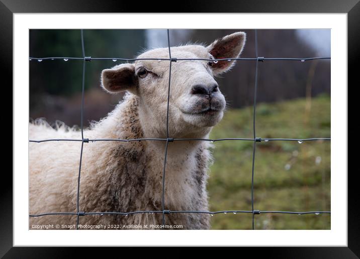 A close up of a Scottish female ewe sheep looking through a wire fence in winter Framed Mounted Print by SnapT Photography