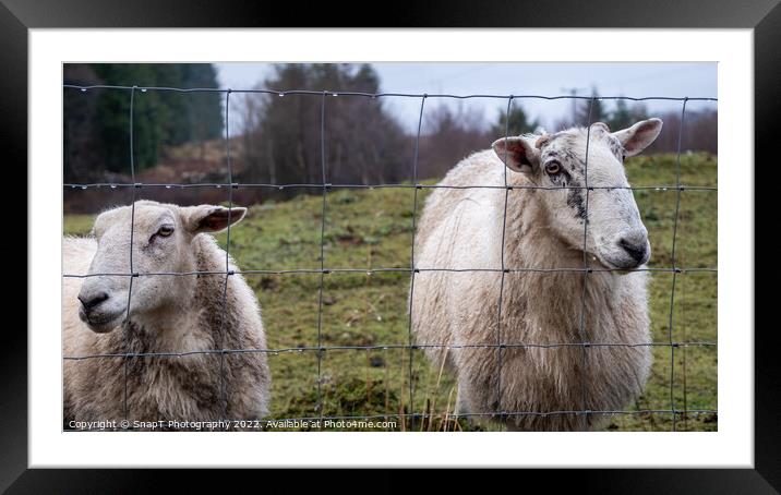 A pair of Scottish female ewe sheep looking through a wire fence in winter Framed Mounted Print by SnapT Photography
