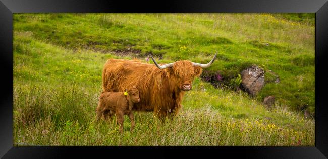 Highland Cow and her calf together in a rough, gre Framed Print by SnapT Photography