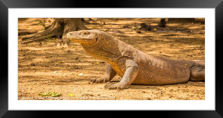 A Komodo Dragon ready to attack in the afternoon sun. Framed Mounted Print by SnapT Photography