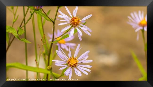 Beautiful close up of a purple 'October skies' daisy flower Framed Print by SnapT Photography