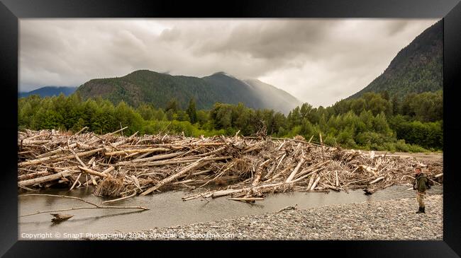 A man standing beside a very big log jam on a river in British Columbia, Canada Framed Print by SnapT Photography