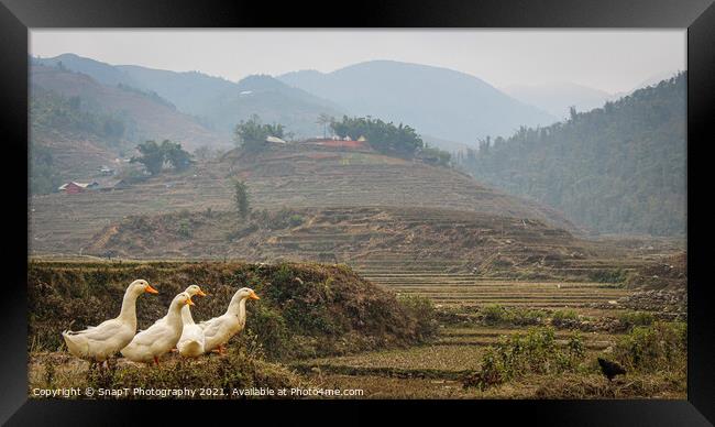 A group or raft of white pecking ducks standing at the edge of a rice terrace Framed Print by SnapT Photography