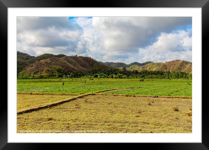 Rice paddy workers in a field near Mawun Beach, Kuta, Lombok Framed Mounted Print by SnapT Photography