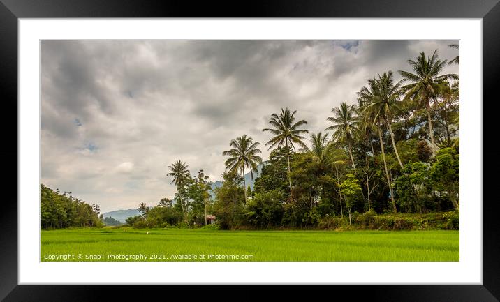 Palm trees and rice paddy on Samosir Island, Lake Toba, Sumatra, Indonesia Framed Mounted Print by SnapT Photography