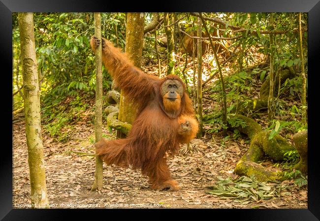 An orangutan in the jungle of Gungung Leuser National Park, Bukit Lawang Framed Print by SnapT Photography