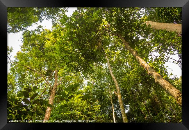 The rainforest canopy in Gunung Leuser National Park, Bukit Lawang, Indonesia Framed Print by SnapT Photography