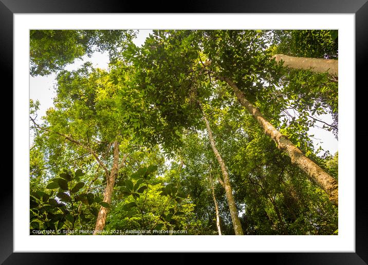 The rainforest canopy in Gunung Leuser National Park, Bukit Lawang, Indonesia Framed Mounted Print by SnapT Photography