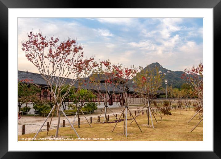 Trees in autumn colours in the grounds of Gyeongbokgung Palace Framed Mounted Print by SnapT Photography