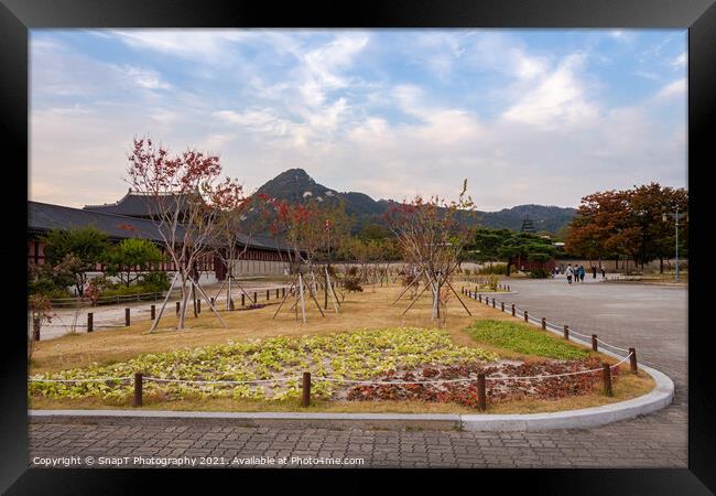 A park in the grounds of Gyeongbokgung Palace and Inwangsan Mountain Framed Print by SnapT Photography