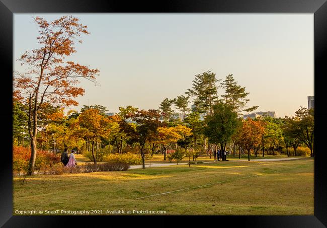 The grounds of Gyeongbokgung Palace in autumn colours in late afternoon Framed Print by SnapT Photography