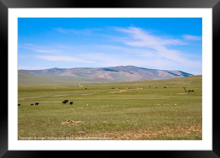 Cattle grazing on a Mongolian grassland steppe Framed Mounted Print by SnapT Photography