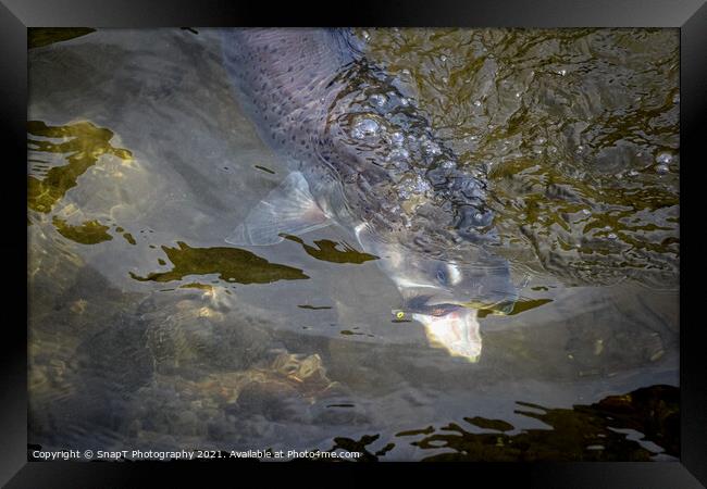 A close up of a Taimen (trout) fish grabbing a fly or lure Framed Print by SnapT Photography