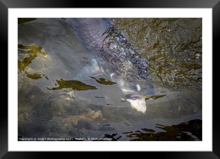 A close up of a Taimen (trout) fish grabbing a fly or lure Framed Mounted Print by SnapT Photography