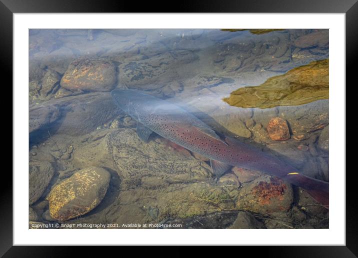A large taimen trout sitting in a shallow river in Mongolia Framed Mounted Print by SnapT Photography