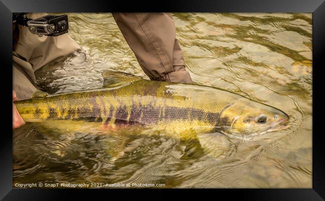 A Chum salmon about to be released back into the river by a fisherman Framed Print by SnapT Photography