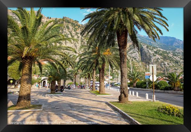 Palm tree lined pavement or sidewalk beside the harbour in Kotor, Montenegro Framed Print by SnapT Photography