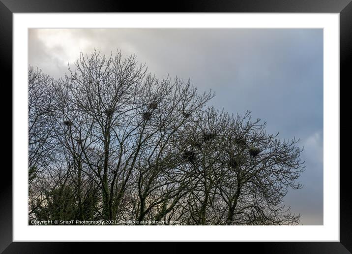 Crow bird nests in trees in winter against a blue cloud background Framed Mounted Print by SnapT Photography