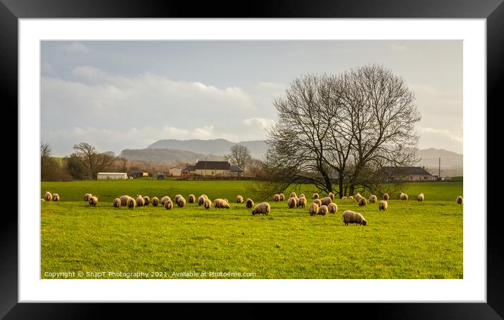 Sheep grazing in a green lowland Scottish field, on a cloudy winter day Framed Mounted Print by SnapT Photography