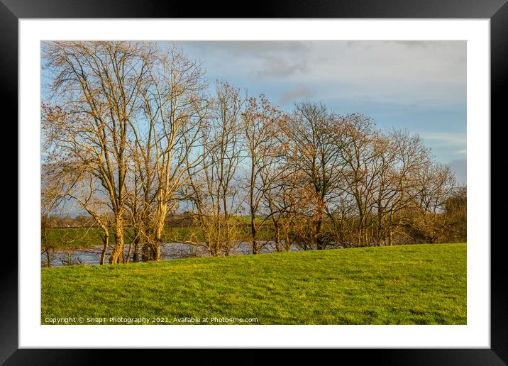 Row of willow and alder trees at the edge of a green field beside a river Framed Mounted Print by SnapT Photography