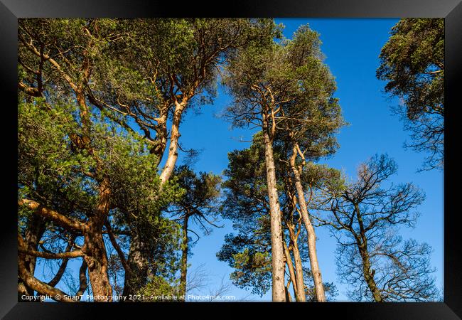 Caledonian pine trees at Clateringshaws Loch and Visitors Centre, Scotland Framed Print by SnapT Photography