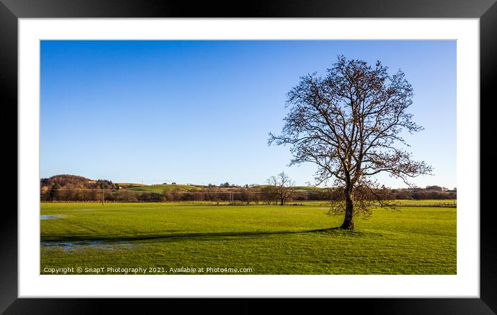 A lone broadleaf tree in an empty green field on a sunny winters day, Scotland Framed Mounted Print by SnapT Photography
