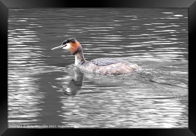 Great Crested Grebe Framed Print by Philip Skourides