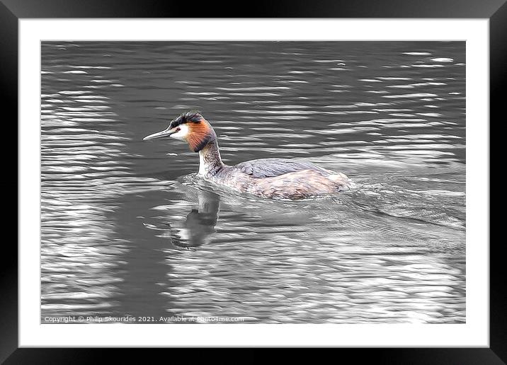 Great Crested Grebe Framed Mounted Print by Philip Skourides