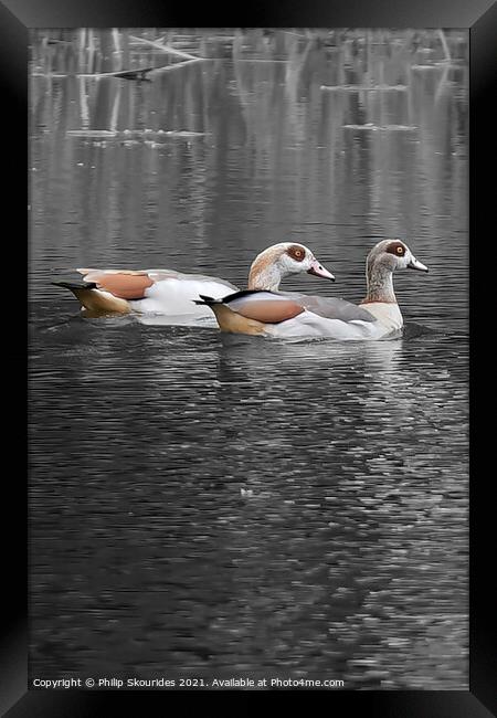 Egyptian Geese Framed Print by Philip Skourides